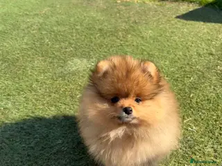 Pomeranian dogs Rkc Pomeranian Puppy looking for 5* homes - Advert 5