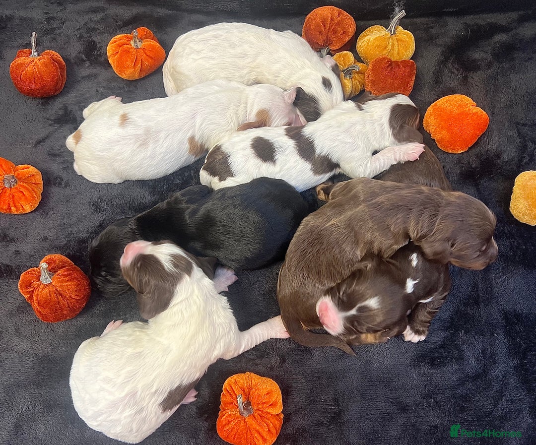 Cocker Spaniel dogs for sale: ✨Beautiful Cocker Spaniel Puppies✨ - Advert 9