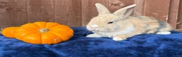 French Lop rabbits for sale: 5 Beautiful French lops  - Advert 11
