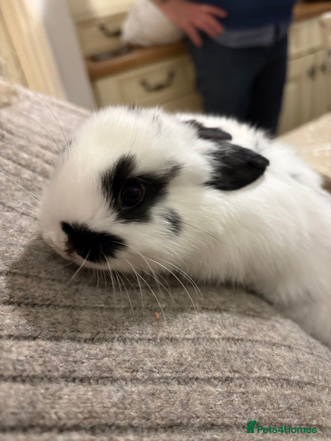 Netherland Dwarf rabbits for sale: cute Netherland dwarf cross babies - Advert 6