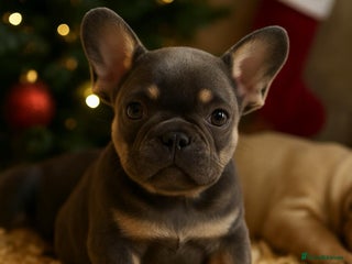 French Bulldog dogs Beautiful Litter Of Husky French Bulldogs - Advert 5