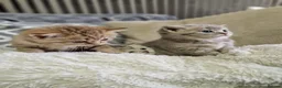 British Shorthair cats for sale: Last 2 kitten available  - Advert 21