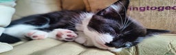 British Longhair cats for sale: Playful Tuxedo Kitten - Advert 2