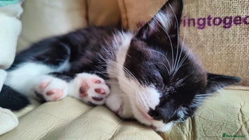 British Longhair cats - Advert 9