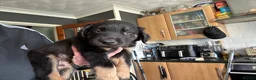 Mixed Breed dogs for sale: 3 Male 2 Female - Advert 10