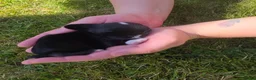 Mini Lop rabbits for sale: Baby rabbit - Advert 11