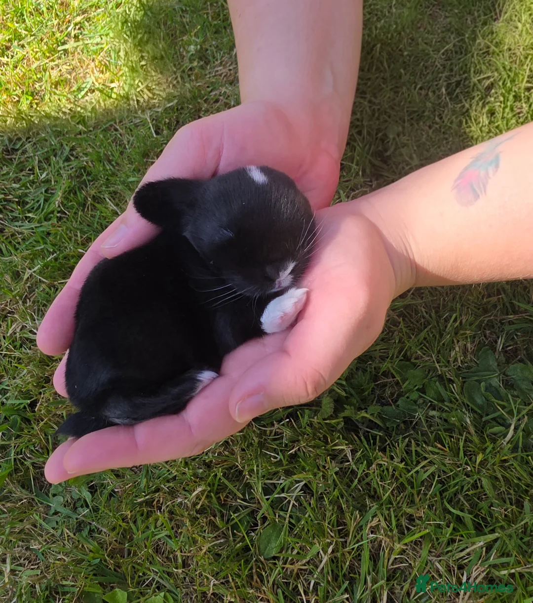 Mini Lop rabbits for sale: Baby rabbit - Advert 11