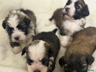 Havanese dogs Adorable Havanese Puppies for sale - Advert 1