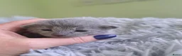 Russian Blue cats for sale: TICA 5* pedigree Russian blue kittens  - Advert 3