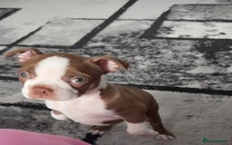 Boston Terrier dogs for sale: Boston terrier puppy - Image 2
