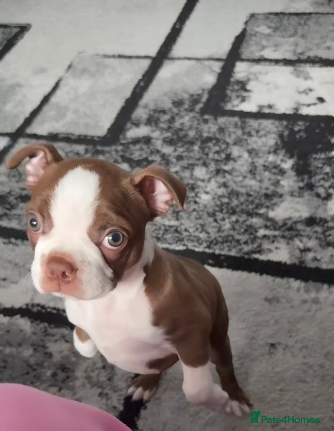 Boston Terrier dogs for sale: Boston terrier puppy - Image 2