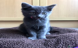 British Shorthair cats for sale: Two Beautiful British Shorthair Boys - Image 15