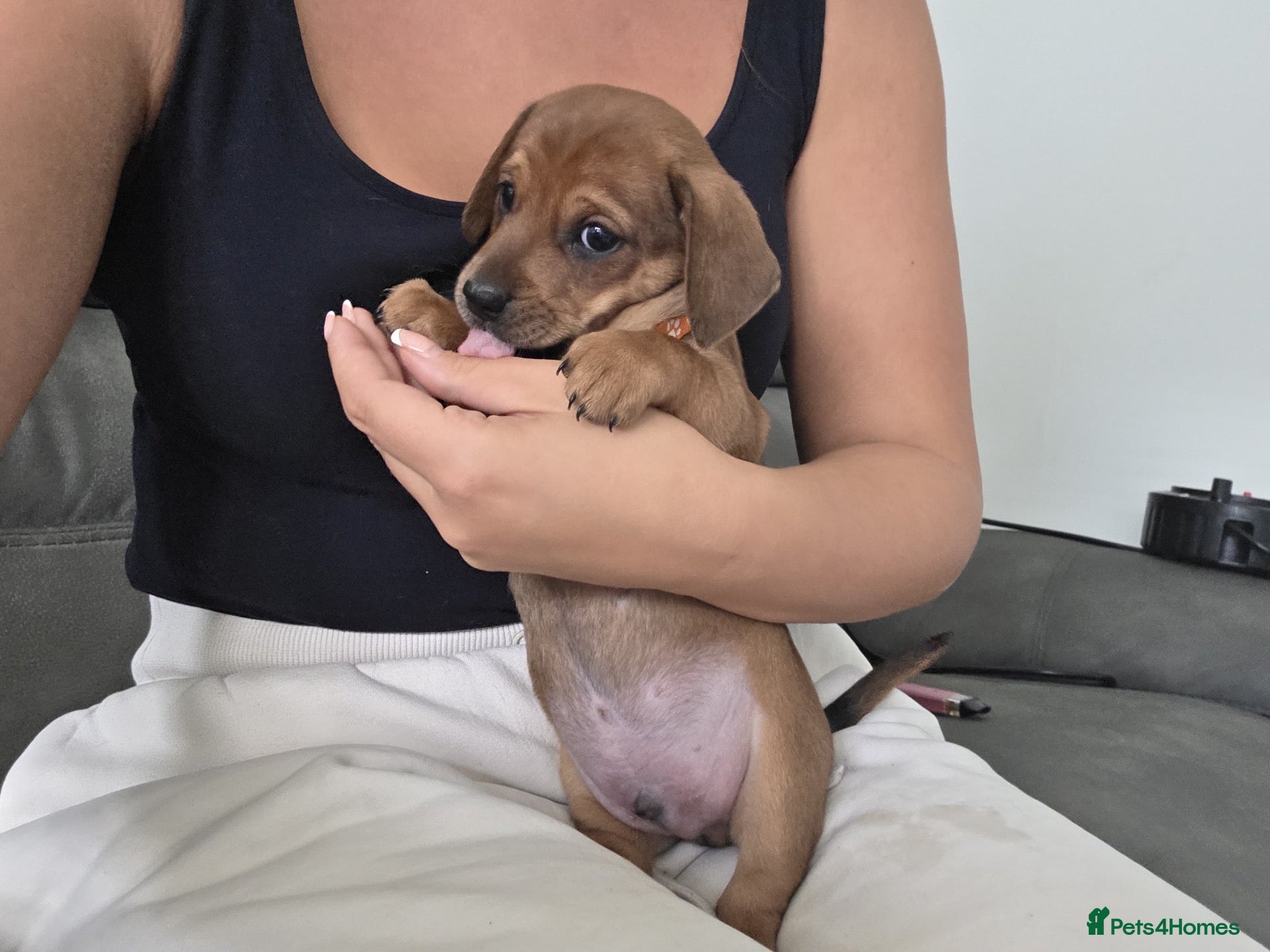 Mixed Breed dogs Stunning JR / Dachshund Pups - Advert 1