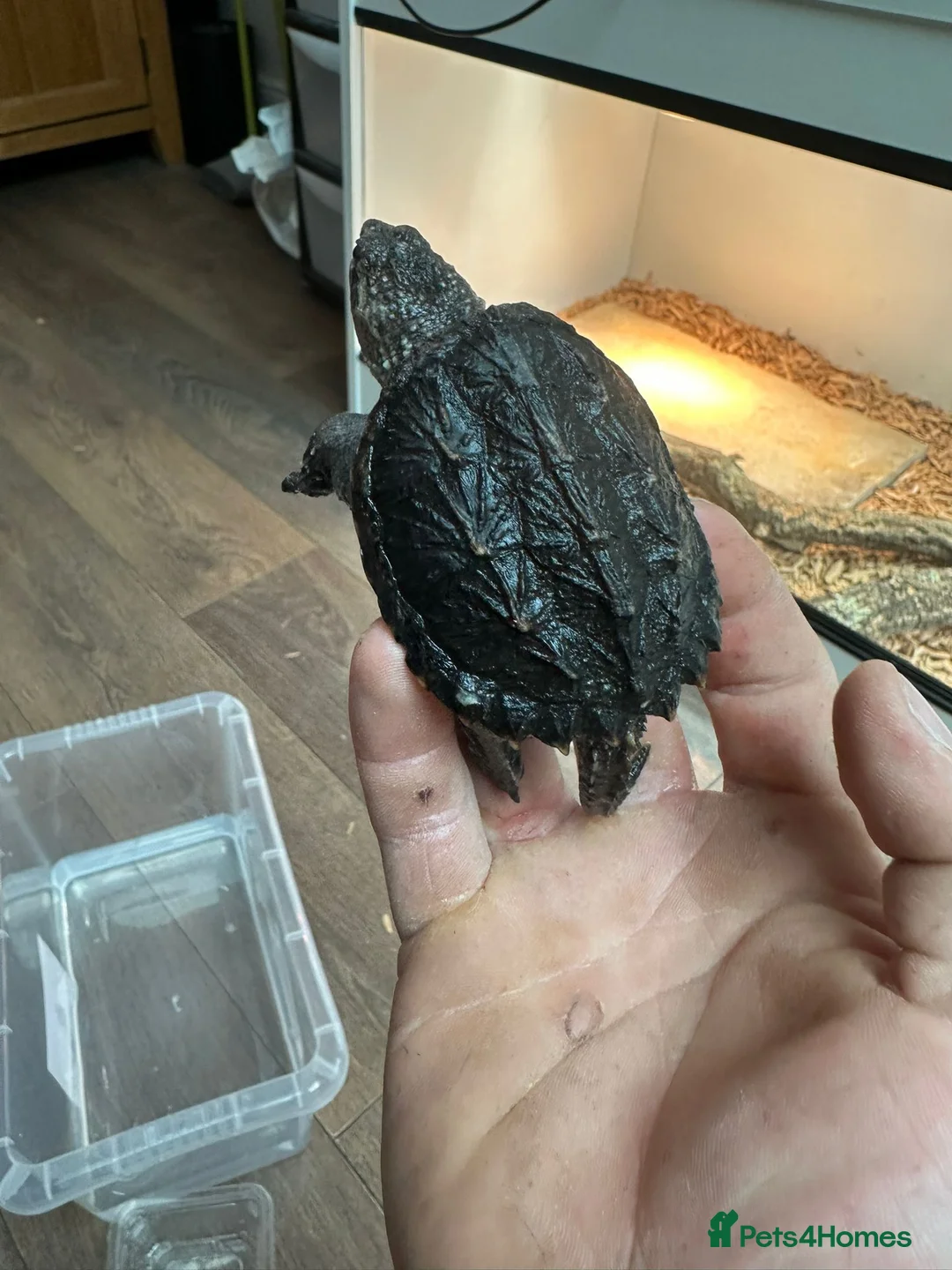 Turtle reptiles for sale: Snapping turtles and pac man frogs  - Advert 2
