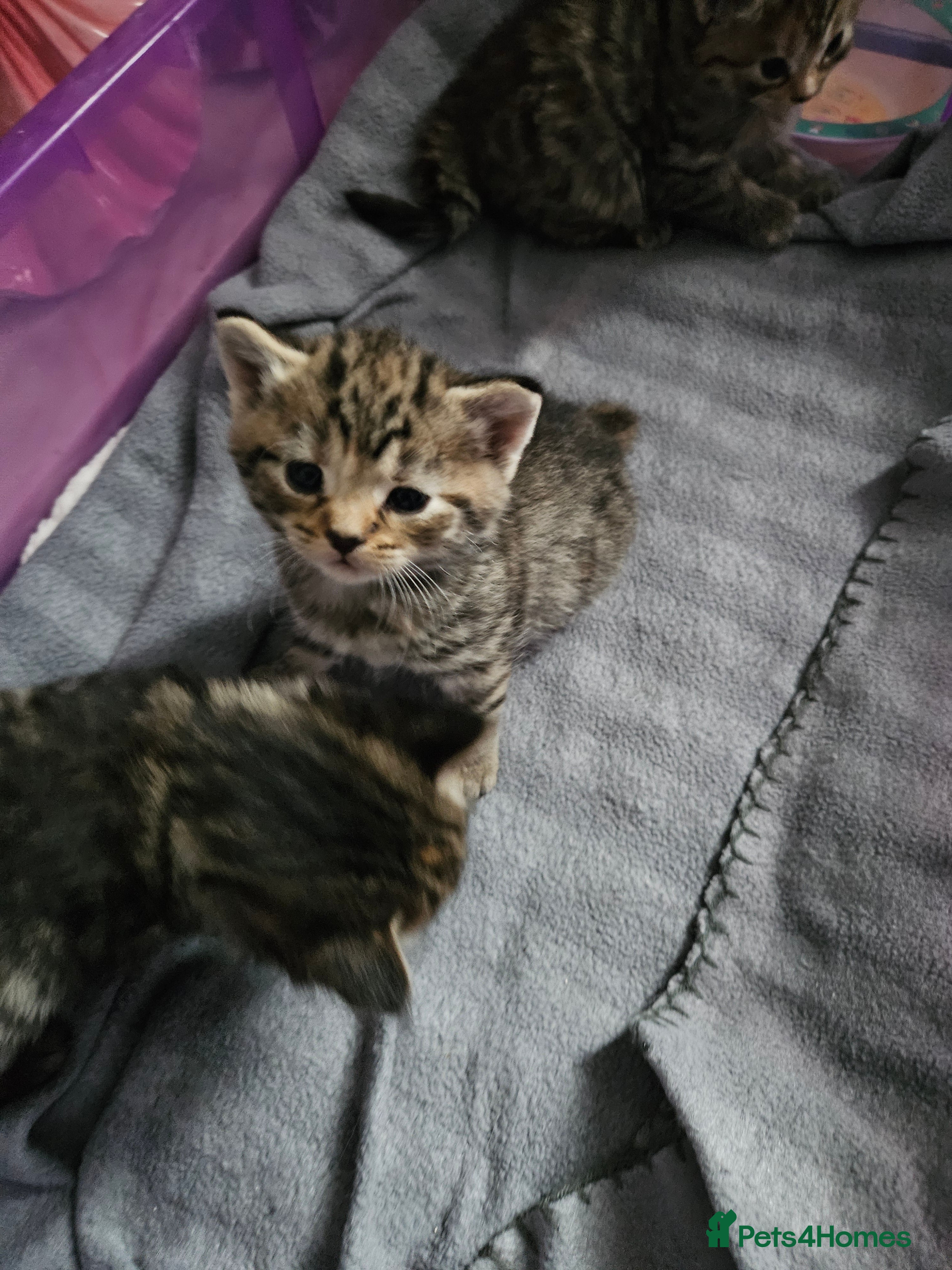 Bengal cats bengal cross kittens - Advert 7