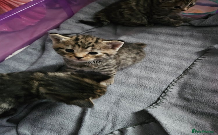 Bengal cats bengal cross kittens - Advert 2