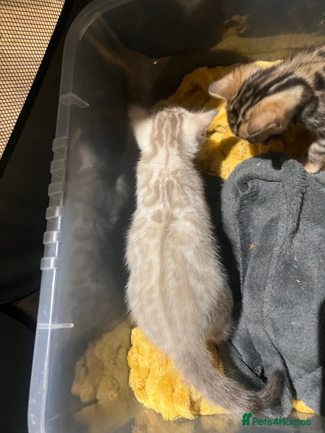 Bengal cats for sale: Pure Bengal Kittens  - Advert 15