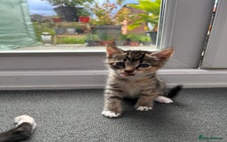Domestic Shorthair cats for sale: Lovely kittens - Image 4