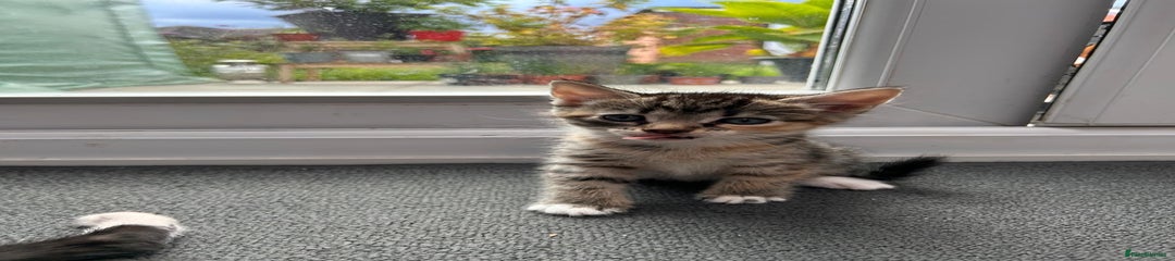 Domestic Shorthair Kitten 4