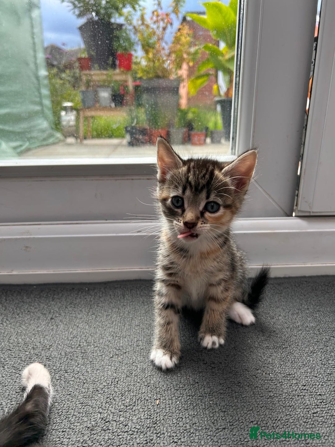 Domestic Shorthair cats for sale: Lovely kittens - Image 4