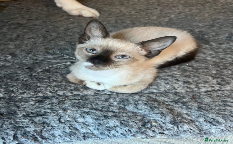 Snowshoe cats - Advert 1