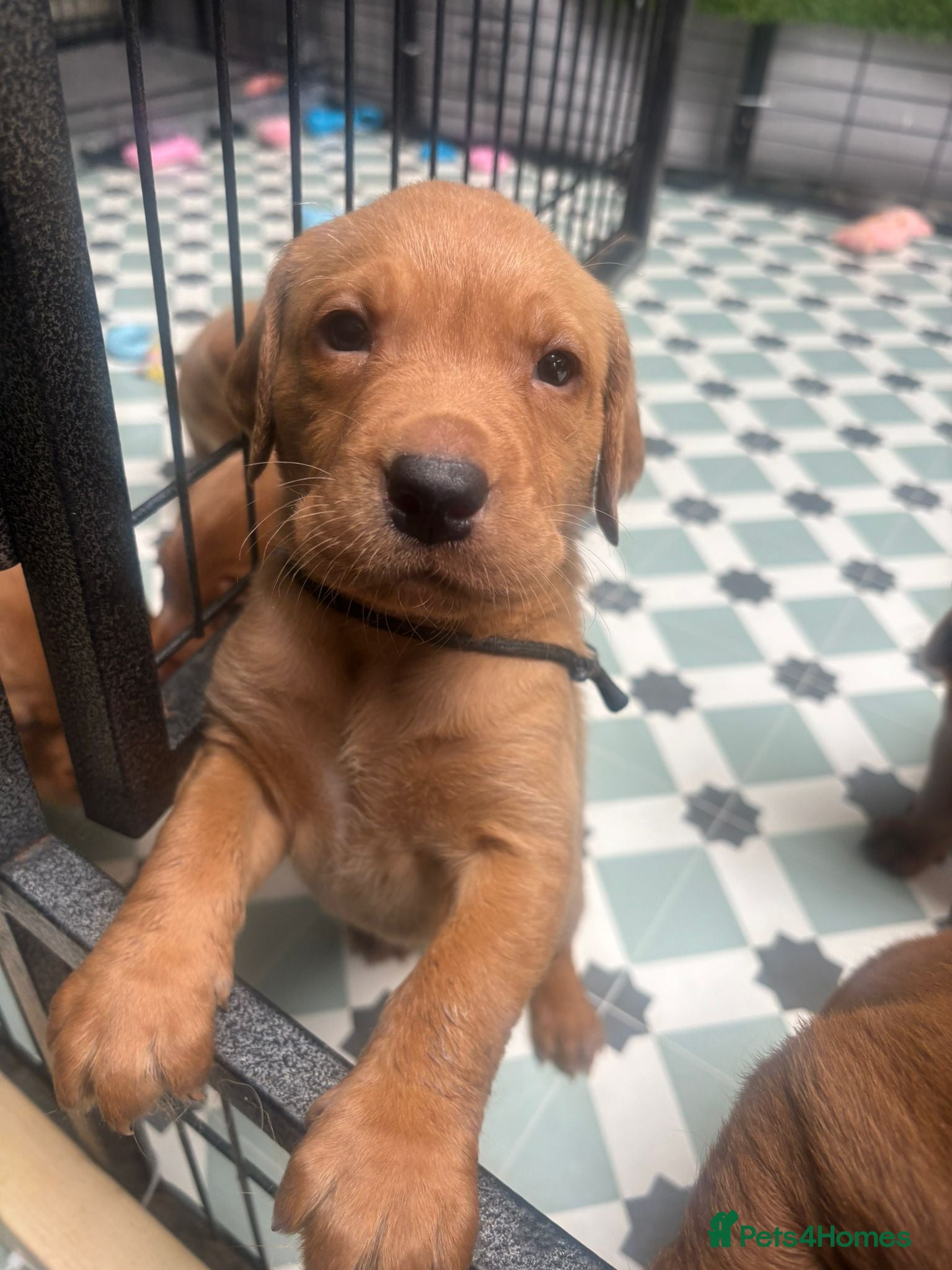 Labrador Retriever dogs Dark Foxred with Champion Working Boodline - Advert 2