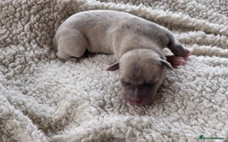 Whippet dogs for sale: 6 Gorgeous KC Reg Whippet Girls - Image 5