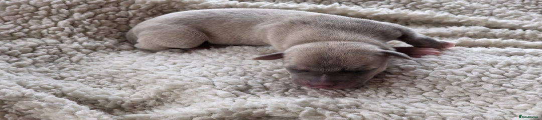 Whippet Puppy 4
