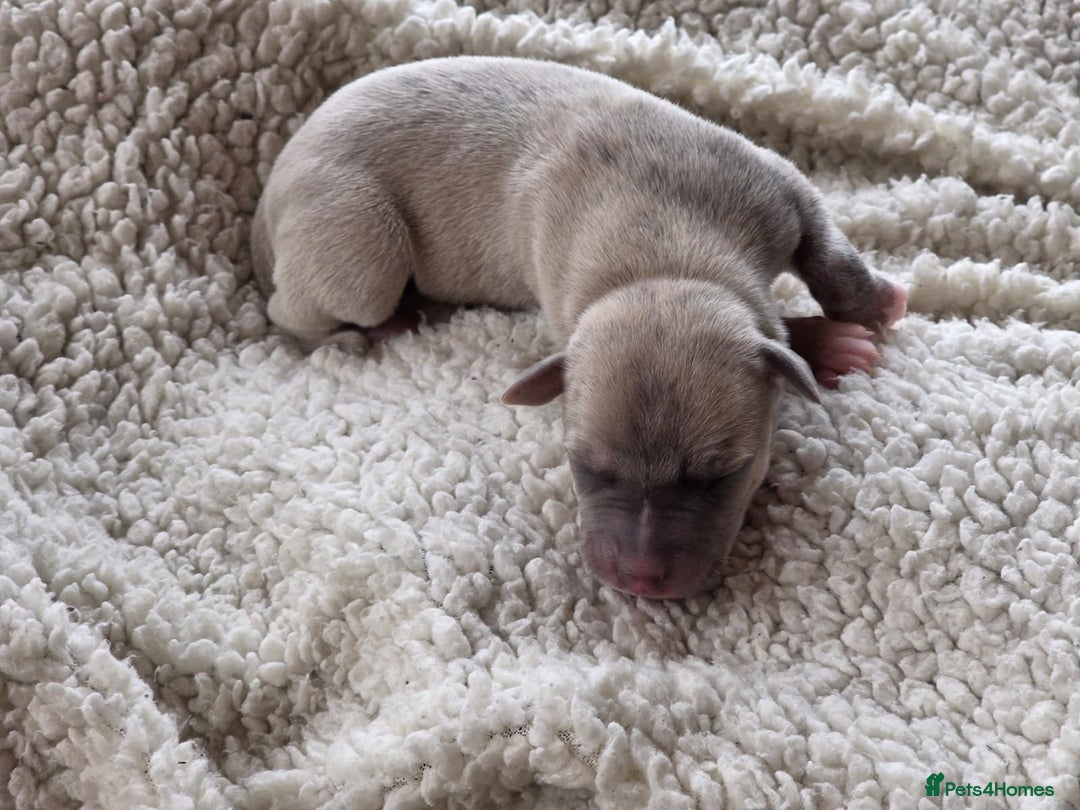 Whippet dogs for sale: 6 Gorgeous KC Reg Whippet Girls - Image 5