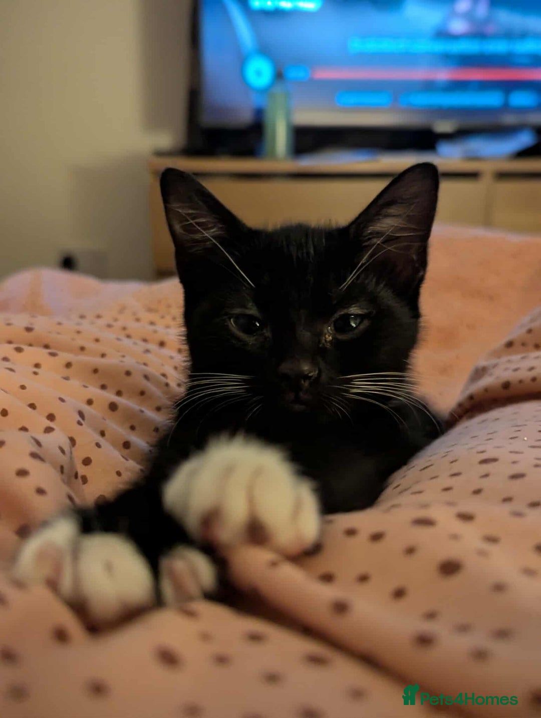 Mixed Breed cats for sale: Kitten Beau  - Image 9