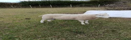 Sheep livestock for sale: Tups for Sale  in Hornsea - Advert 2