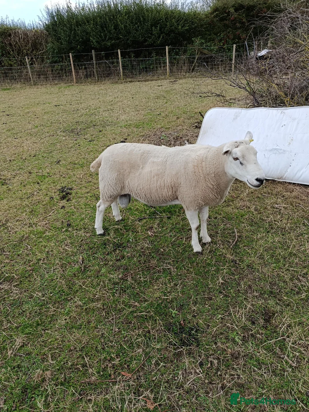 Sheep livestock for sale: Tups for Sale  in Hornsea - Advert 2