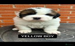 Saint Bernard dogs for sale: Stunning kc Saint Bernard puppies  - Image 16