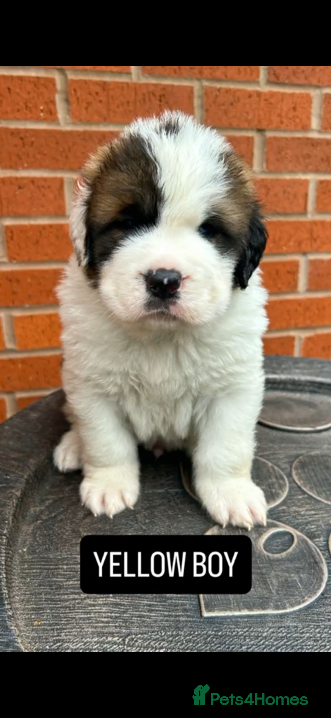 Saint Bernard dogs for sale: Stunning kc Saint Bernard puppies  - Image 16