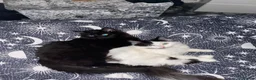 Mixed Breed cats for sale: Mowglie  - Advert 2