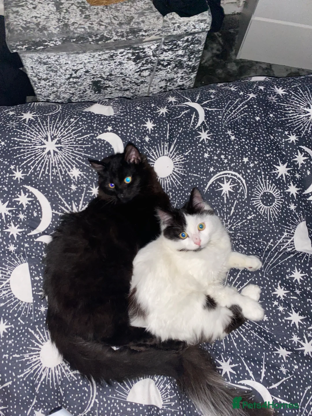Mixed Breed cats for sale: Mowglie  - Advert 2