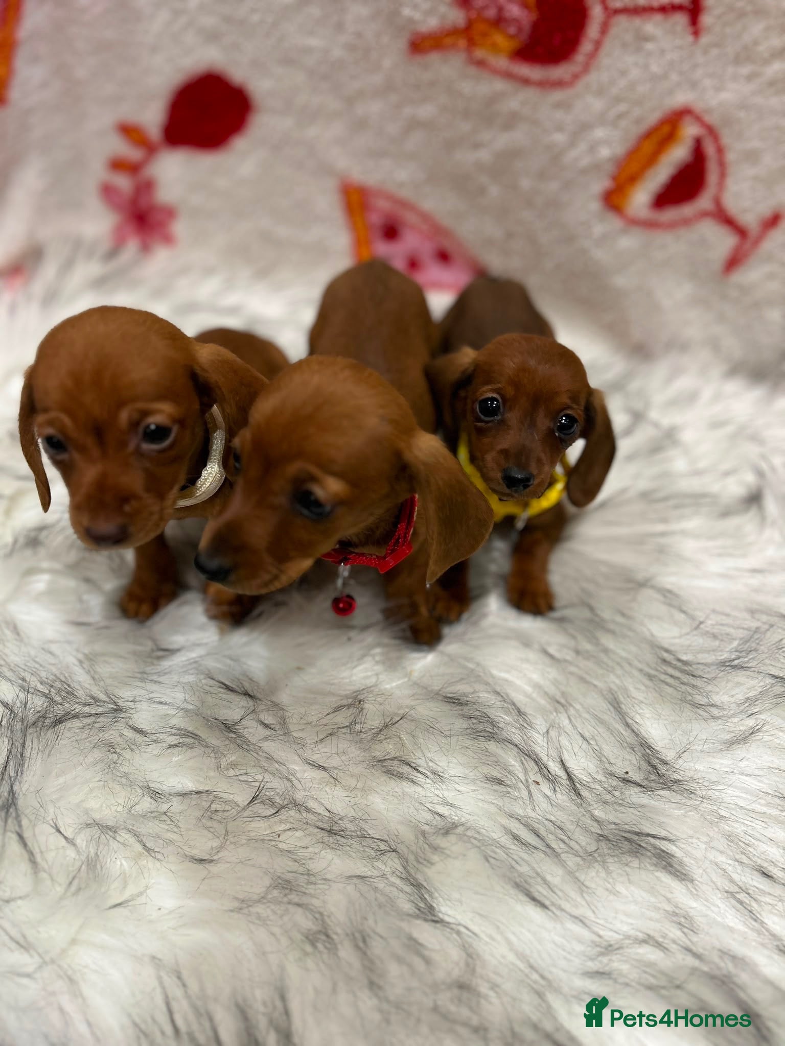 Miniature Dachshund dogs ⭐️Beautiful Kaninchen Pups READY NOW - Advert 1