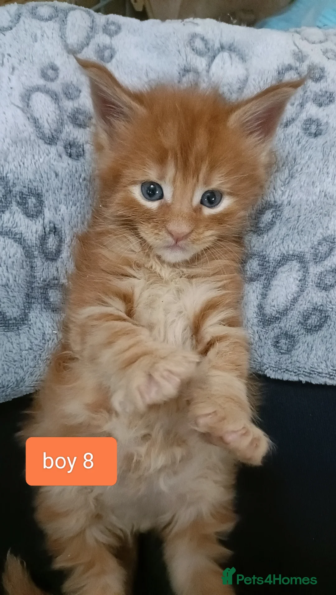 Maine Coon cats for sale: 😻😻😻Adorable fluffy Maine Coon kittens 😻😻😻 - Advert 27