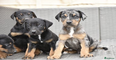 Mixed Breed dogs - Advert 7