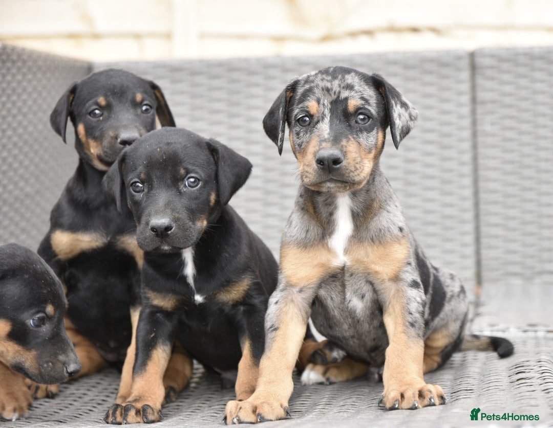 Mixed Breed dogs for sale: Unique hybrid dobermann pups - Image 1
