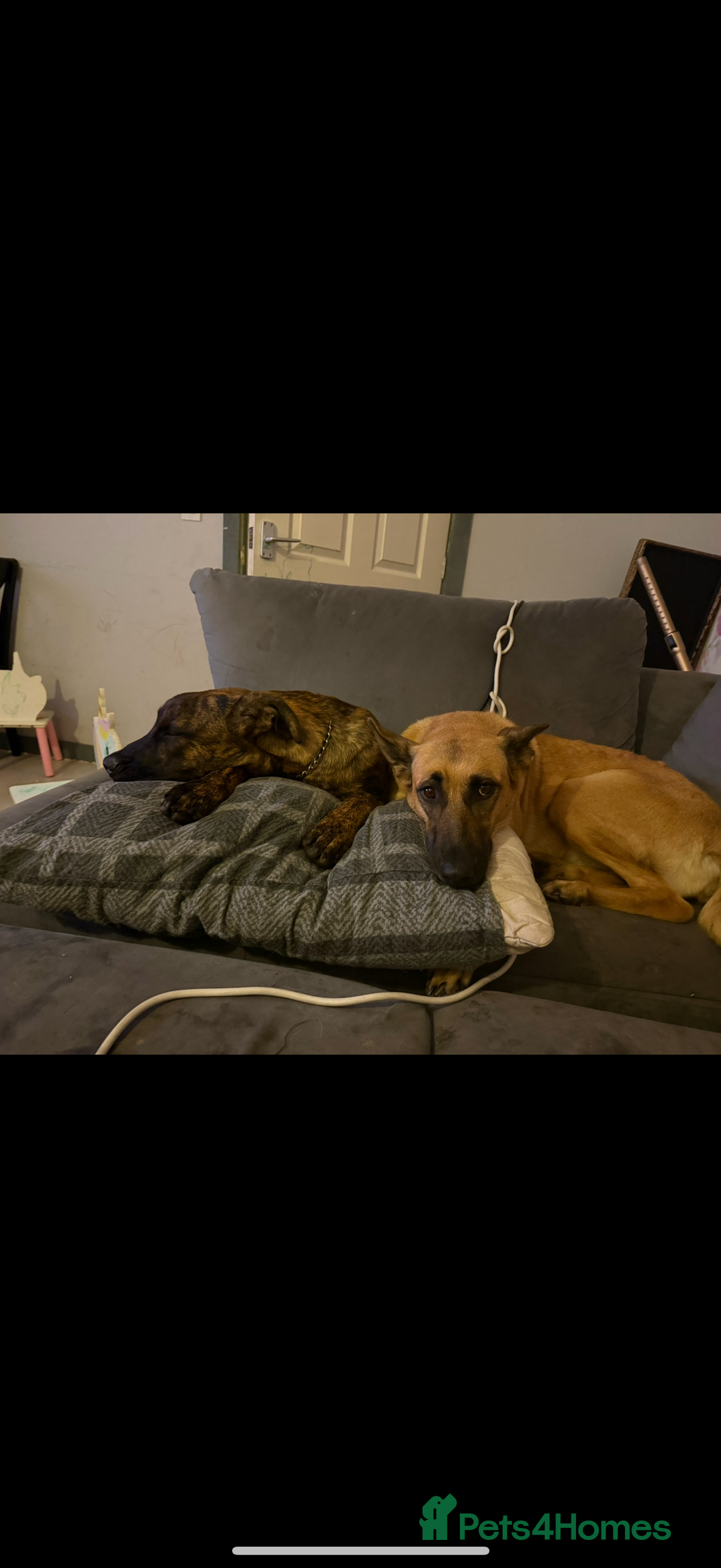 Mixed Breed dogs for sale: Beautiful Max needing new home  - Image 4