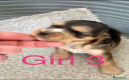 Cocker Spaniel dogs for sale: Kc show extensive health tests beautiful colours - Image 24