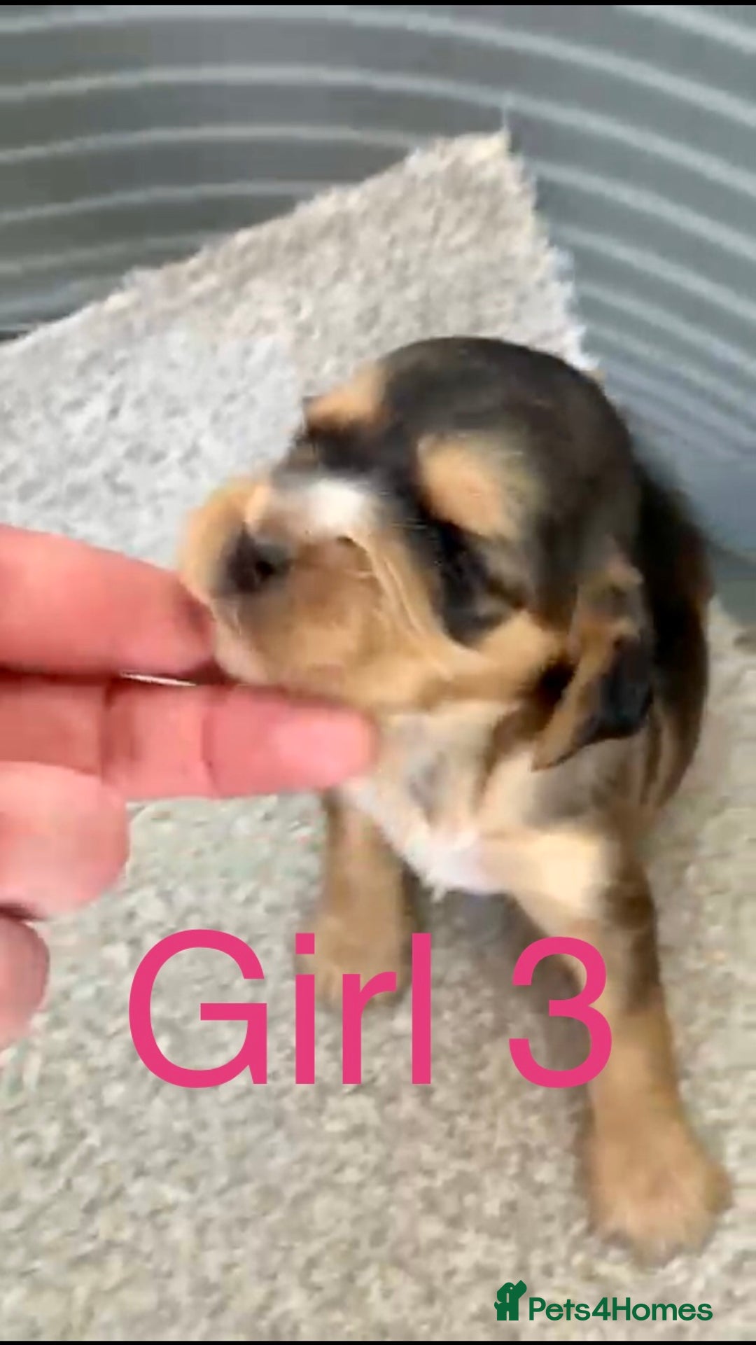 Cocker Spaniel dogs for sale: Kc show extensive health tests beautiful colours - Image 24