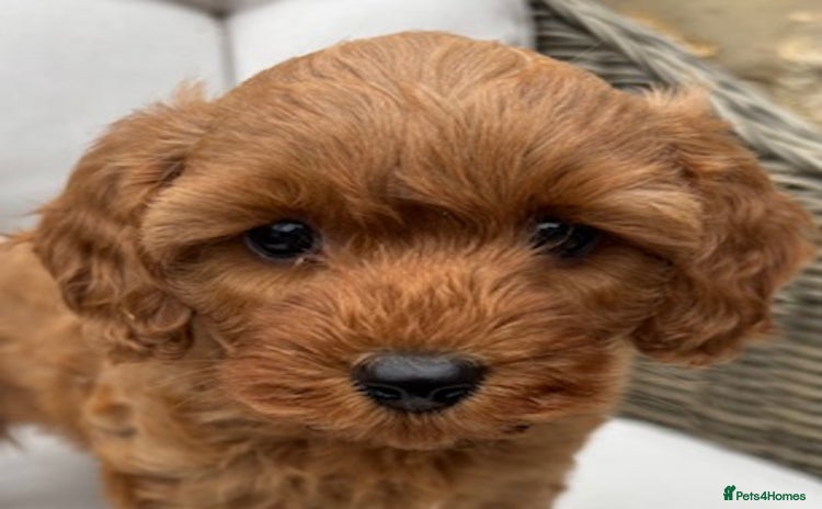 Cavapoo dogs - Advert 11