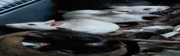Rat rodents for sale: n 5 black with patch white belly and 5 girls left - Advert 14