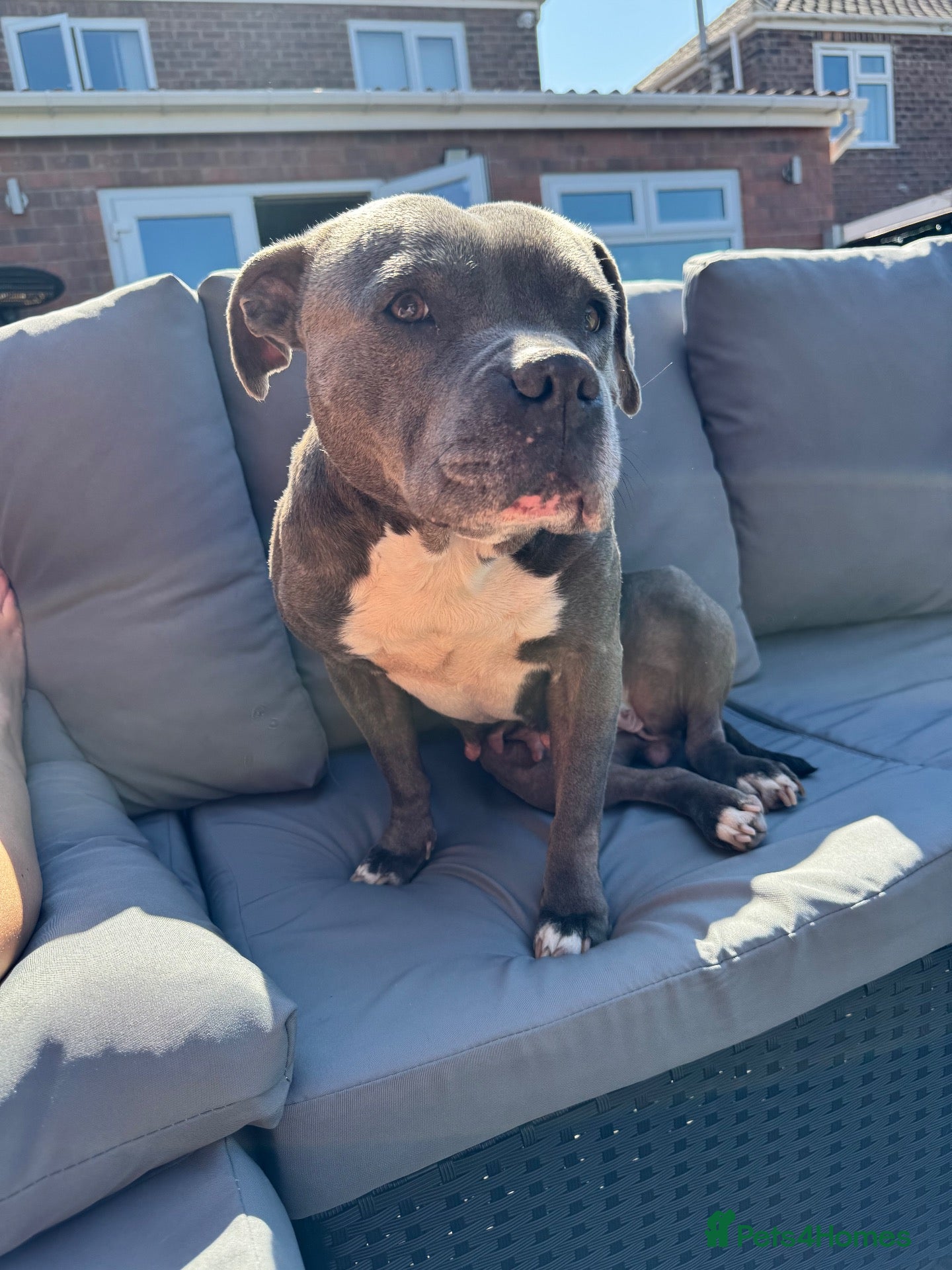 Staffordshire Bull Terrier dogs for sale: Blue female Staffy - Advert 4