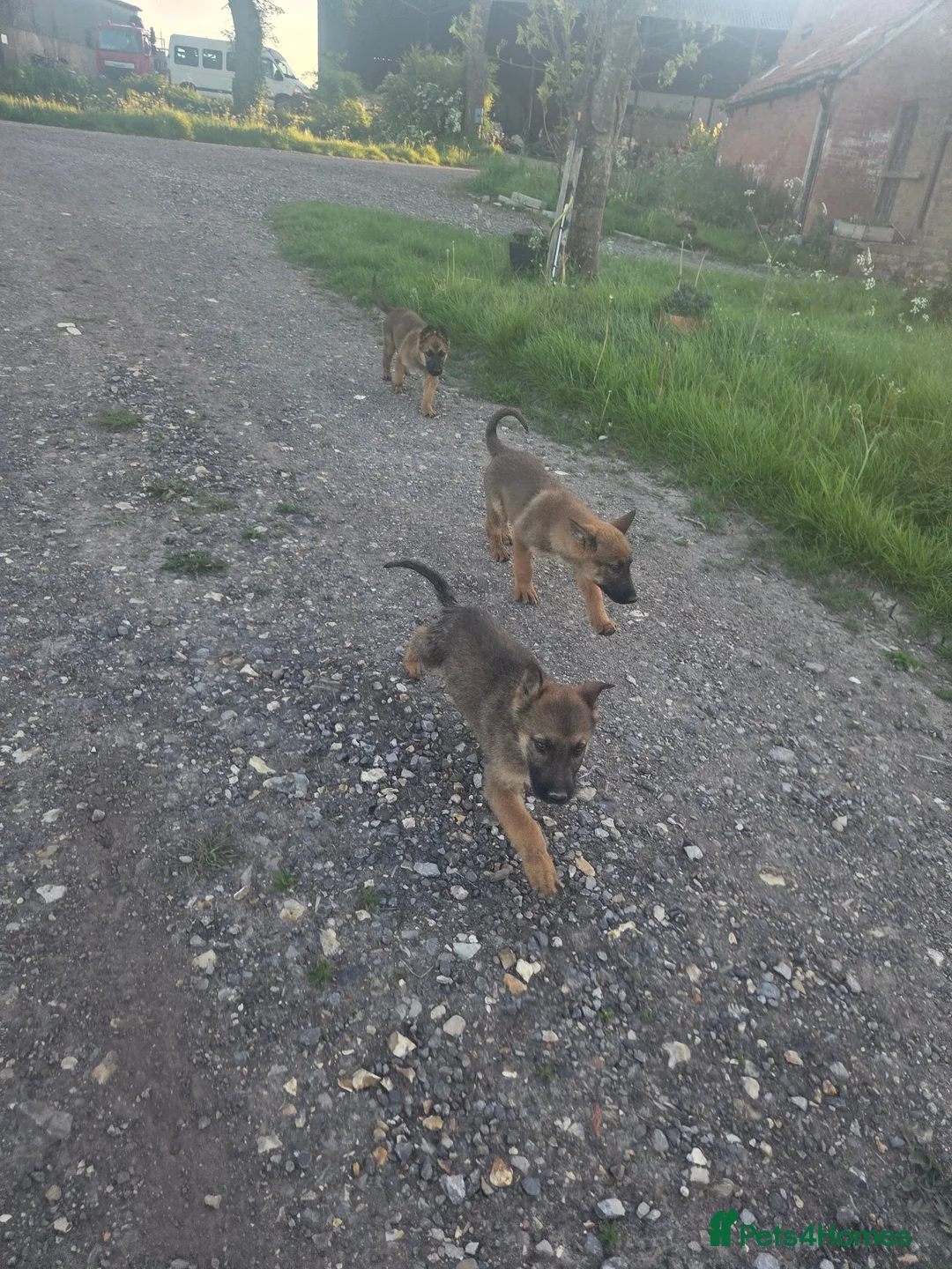 Belgian Shepherd Dog dogs for sale: Belgian malinois in Mansfield - Advert 11