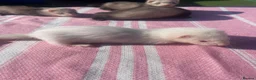 Ferret rodents for sale: Micro ferret kits - Advert 3