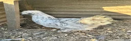 Chickens poultry for sale: Point of lay chickens for sale - Advert 1
