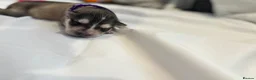 Siberian Husky dogs for sale: 7 beautiful Siberian husky’s for sale  in Tonbridge - Advert 5